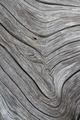 Naklejka premium driftwood