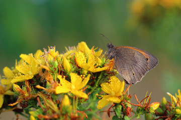 Butterfly - Meadow brown (Maniola jurtina) on flower of St John's wort