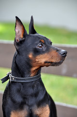 Miniature Pinscher dog on a leash