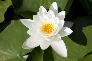 White waterlily 1