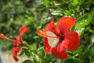 Hibiscus Flower. Shallow DOF