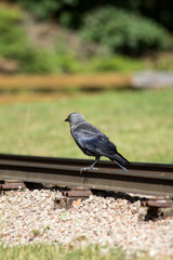 Krähe auf den Bahngleisen