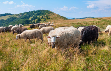 Fototapeta premium On pastures near mountain peaks Hutsul shepherds herding sheep