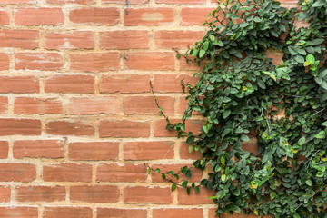 wall background with foliage