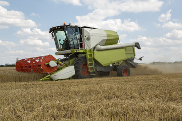Obraz premium grain harvester combine work in field