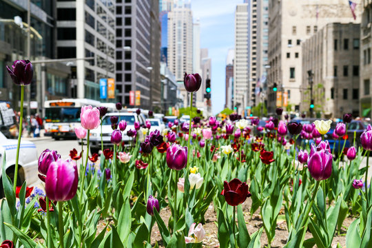 Tulips and Traffic