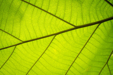 Naklejka na ściany i meble green leaf veins background, abstract blur focus