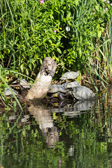 Rotwangen-Schmuckschildkröten am Wasserrand