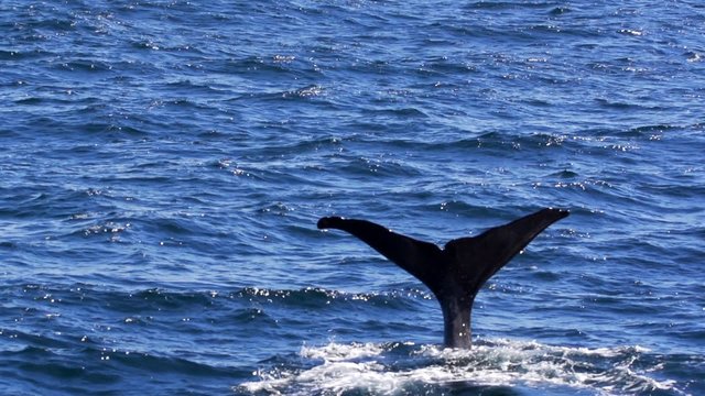 m&auml;nnlicher Pottwal in Norwegen