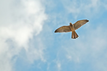 Fliegender Turmfalke -Jungvogel im Alter von 7 Wochen