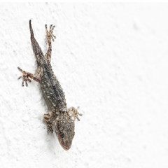gecko on a white wall
