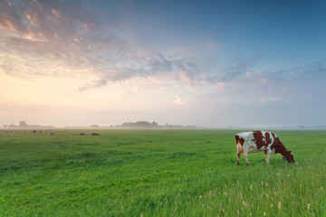 Vache paissant dans les pâturages le matin