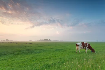 Photo sur Plexiglas Vache Vache paissant dans les pâturages le matin