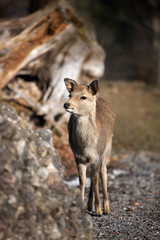 Roe baby
