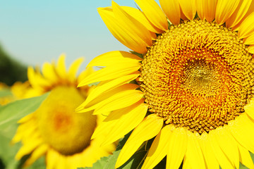 Sunflowers in the field, ourdoors