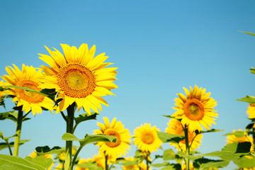 Sunflowers in the field, ourdoors