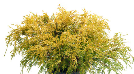 Chamaecyparis pisifera Filifera Aurea