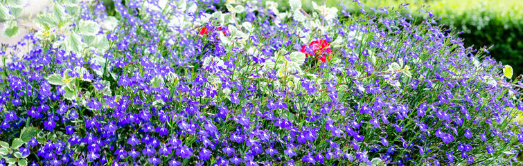 Obraz premium Sommergarten, Banner, Panorama