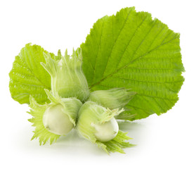 green hazelnuts isolated on the white background