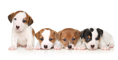 Jack Russell terrier puppies