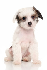 Chinese Crested puppy