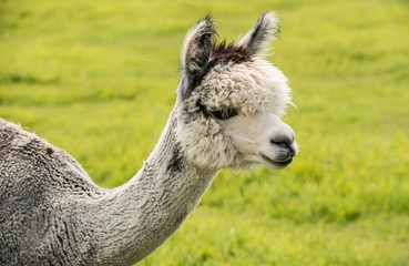 Obraz premium White alpaca