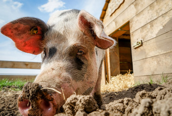 Lustig - Glückliches Schwein wühlt im Boden, Nahaufnahme