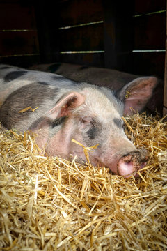 Glückliches Schwein schläft im Stroh draussen in einer Holzhütte