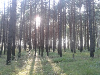 Pine forest