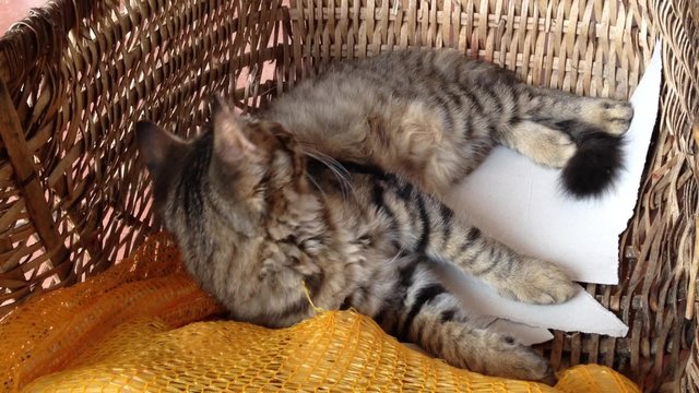 le chat dans un panier en osier