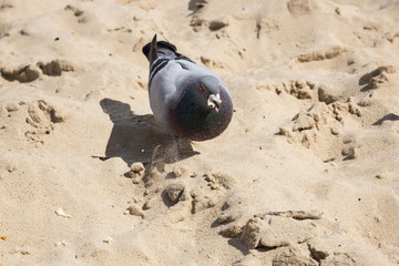 Obraz premium Pigeon is looking for food