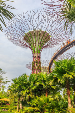 Singapore Supertrees