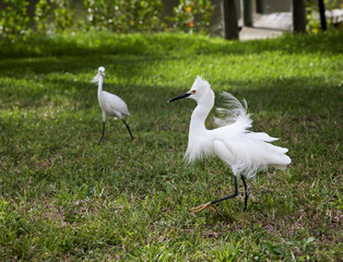 White egret  with ruffled feathers protecting territory. White Crane