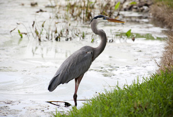Great blue heron on a background of nature. Usa