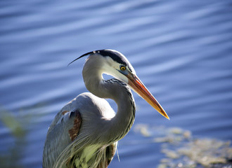 Great blue heron on a background of nature.Blue water background