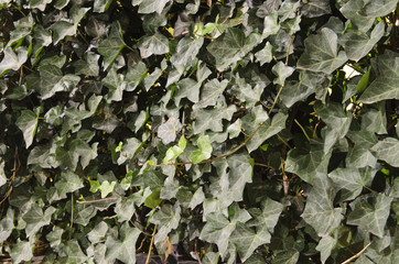 Detail of a fence covered with green ivy.