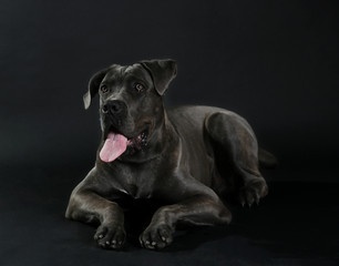 Cane corso italiano dog on black background