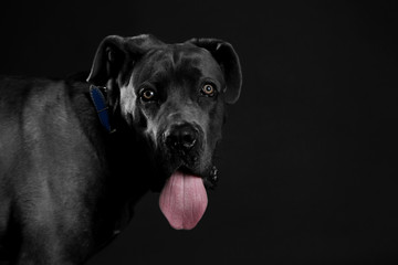 Cane corso italiano dog on black background