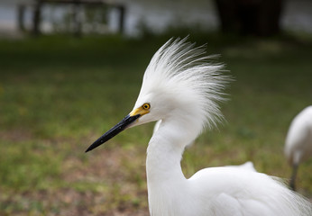 White egret  with ruffled feathers protecting territory. White Crane