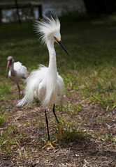 White egret  with ruffled feathers protecting territory. White Crane