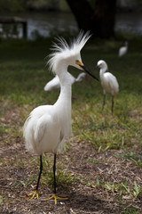 White egret  with ruffled feathers protecting territory. White Crane