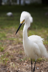 close portrait of a white snow egret . Nature background