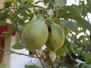 Two immature lemons on tree