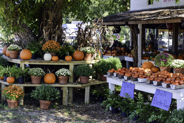 Fototapeta na wymiar Corner Farmer's Market in October with displays of mums, pumpkins and vegetables.