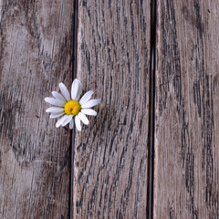 Obraz premium Oxe-eye Daisy on Weathered Wood Boards