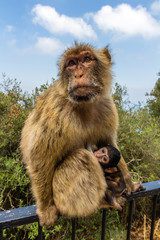 Monkeys at the rock of Gibraltar
