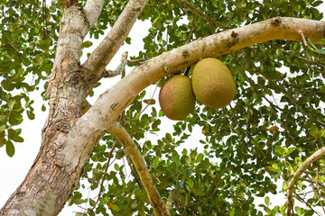Jackfruit on tree