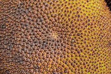 skin of Jackfruit