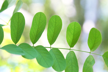Fototapeta na wymiar Green leaves of acacia tree branch, closeup