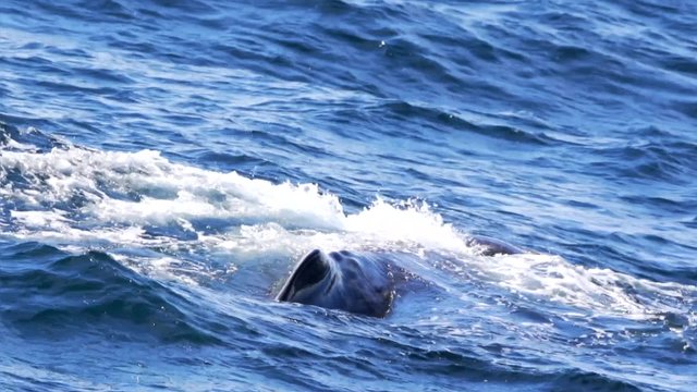 m&auml;nnlicher Pottwal in Norwegen